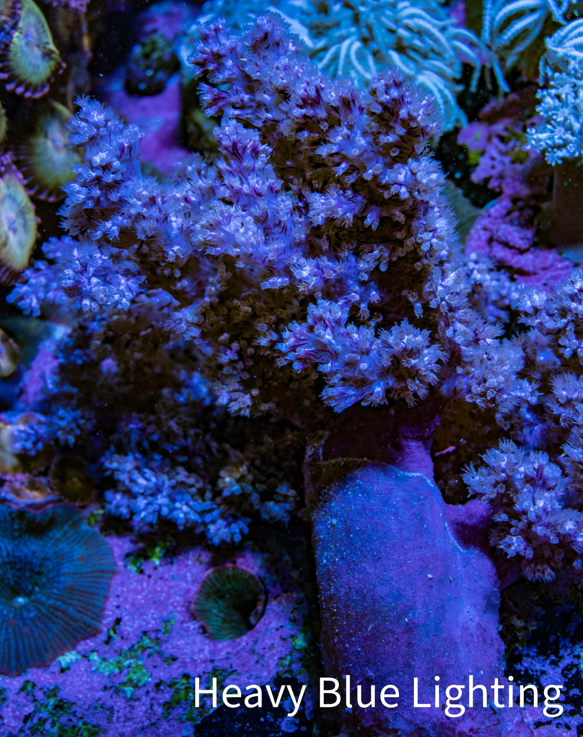 Ultra Lilac  Nepthea Coral WYSIWYG 7cm Ultra Lilac  Nepthea Coral WYSIWYG 7cm Soft Coral Ultra Lilac  Nepthea Coral WYSIWYG 7cm Zeo Box Reef