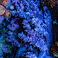 Ultra Lilac White Polyp Nepthea Coral WYSIWYG Ultra Lilac White Polyp Nepthea Coral WYSIWYG Soft Coral Ultra Lilac White Polyp Nepthea Coral WYSIWYG Zeo Box Reef