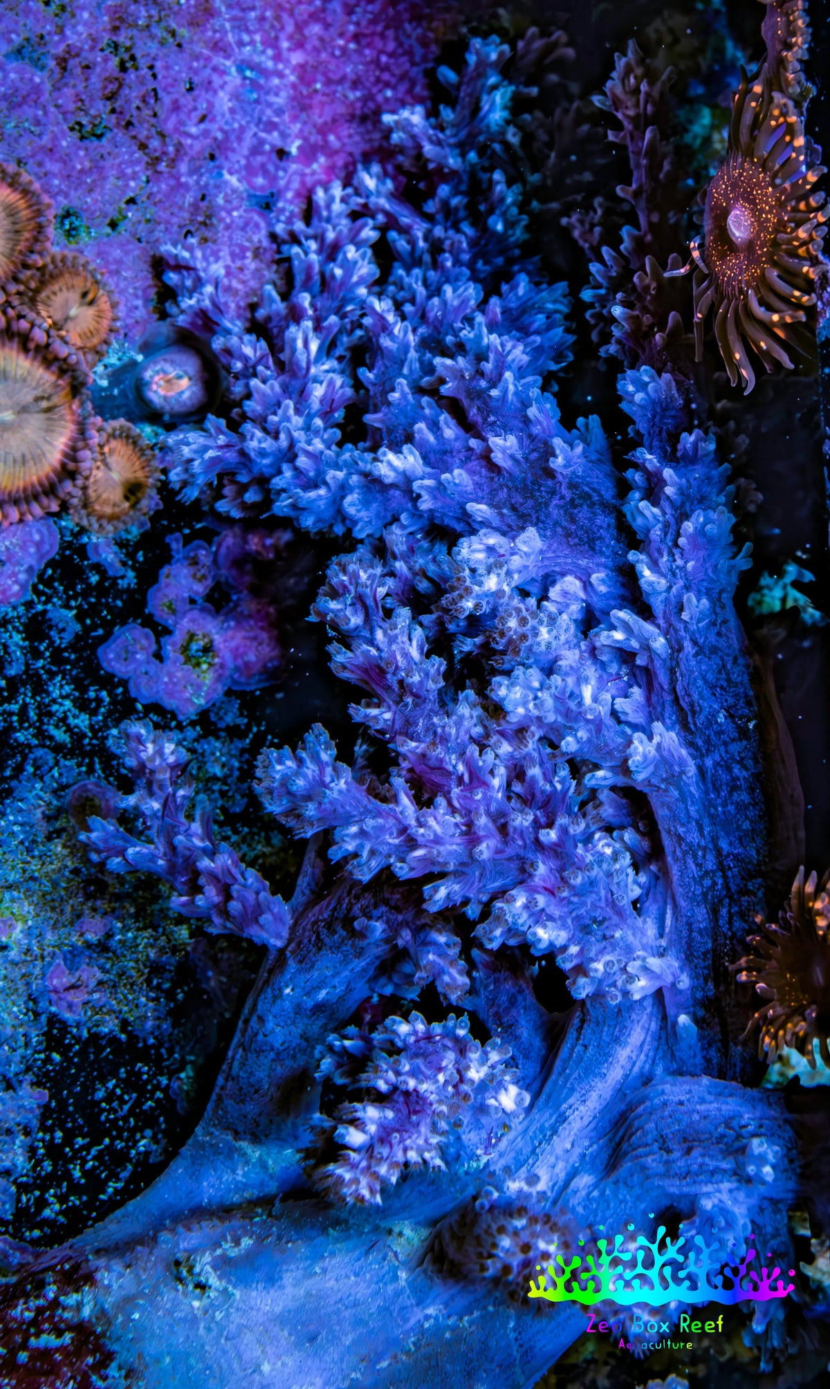 Ultra Lilac White Polyp Nepthea Coral WYSIWYG Ultra Lilac White Polyp Nepthea Coral WYSIWYG Soft Coral Ultra Lilac White Polyp Nepthea Coral WYSIWYG Zeo Box Reef