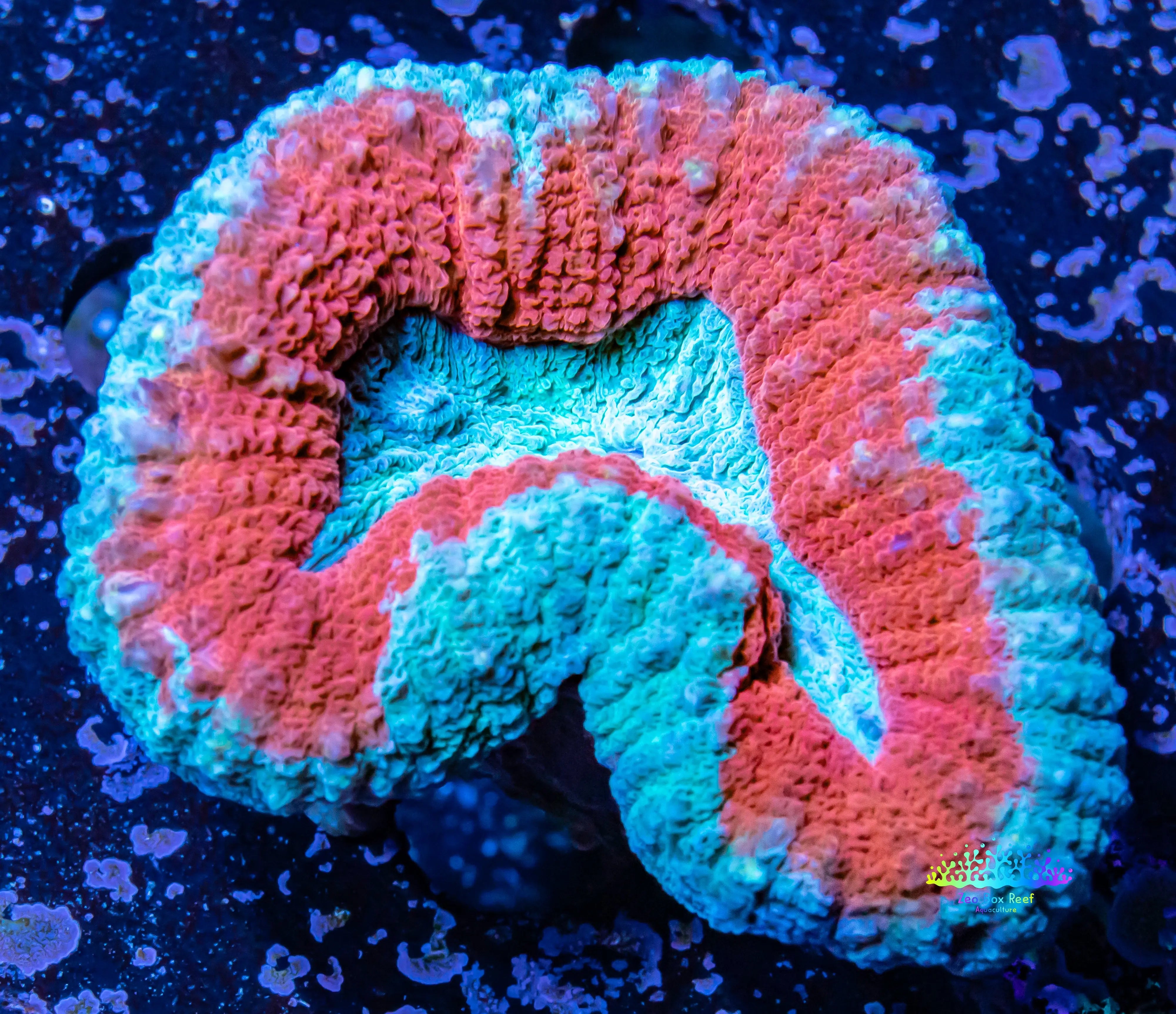 Shop Lobophyllia Pachysepta Corals - Affordable Marine Corals at Zeo ...