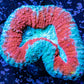Ultra Lobophyllia Hemprichii - Lobo Coral WYSIWYG 5cm Ultra Lobophyllia Hemprichii - Lobo Coral WYSIWYG 5cm LPS Ultra Lobophyllia Hemprichii - Lobo Coral WYSIWYG 5cm Zeo Box Reef