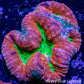 Ultra Lobophyllia - Lobo Coral WYSIWYG -9cm Ultra Lobophyllia - Lobo Coral WYSIWYG -9cm LPS Ultra Lobophyllia - Lobo Coral WYSIWYG -9cm Zeo Box Reef