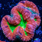 Ultra Lobophyllia - Lobo Coral WYSIWYG -9cm Ultra Lobophyllia - Lobo Coral WYSIWYG -9cm LPS Ultra Lobophyllia - Lobo Coral WYSIWYG -9cm Zeo Box Reef