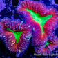 Ultra Lobophyllia - Lobo Coral WYSIWYG -9cm Ultra Lobophyllia - Lobo Coral WYSIWYG -9cm LPS Ultra Lobophyllia - Lobo Coral WYSIWYG -9cm Zeo Box Reef
