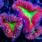 Ultra Lobophyllia - Lobo Coral WYSIWYG -9cm Ultra Lobophyllia - Lobo Coral WYSIWYG -9cm LPS Ultra Lobophyllia - Lobo Coral WYSIWYG -9cm Zeo Box Reef
