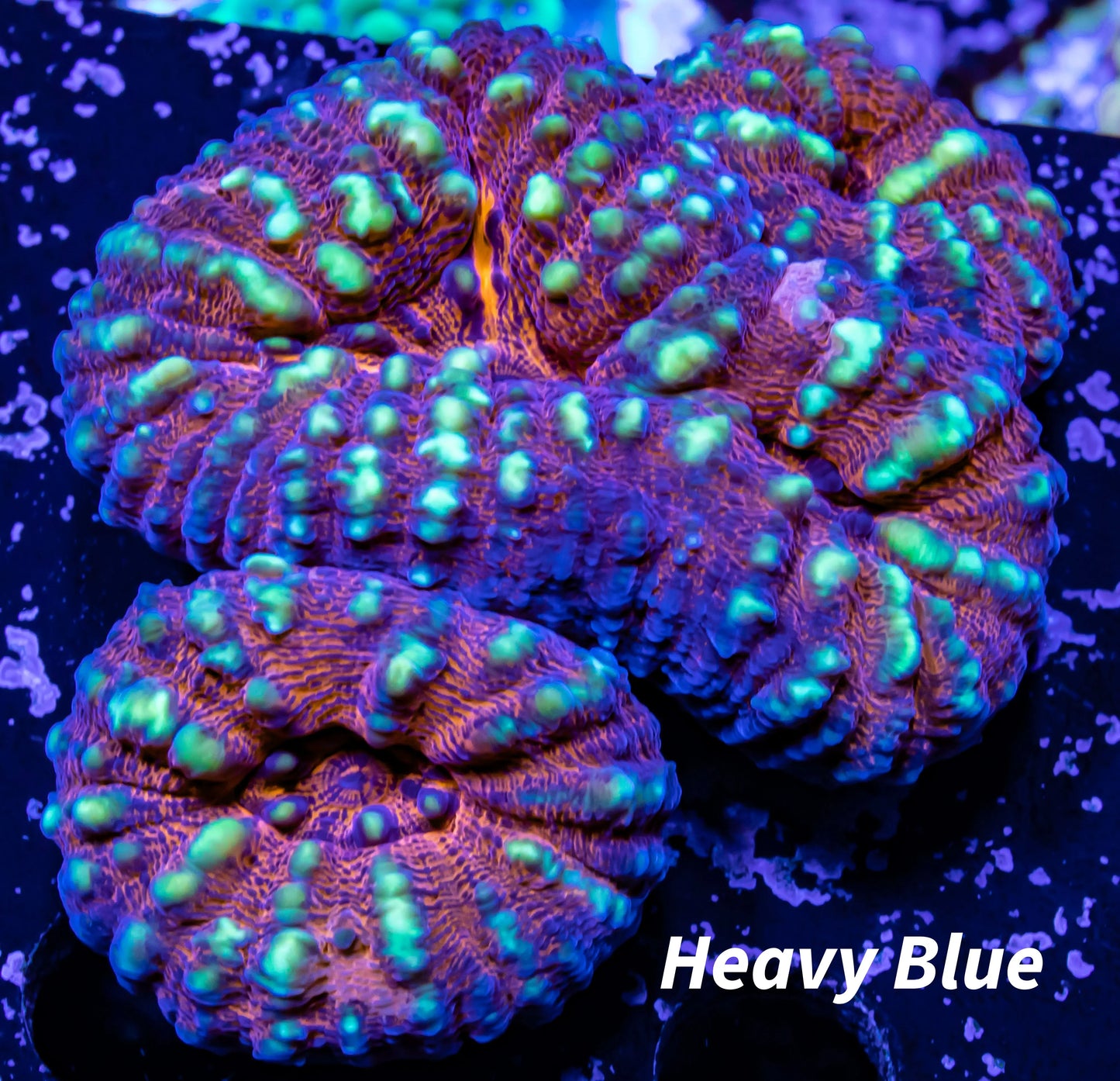 Ultra Lobophyllia Pachysepta - Gold Spotted Lobo Coral WYSIWYG 5cm Ultra Lobophyllia Pachysepta - Gold Spotted Lobo Coral WYSIWYG 5cm LPS Ultra Lobophyllia Pachysepta - Gold Spotted Lobo Coral WYSIWYG 5cm Zeo Box Reef