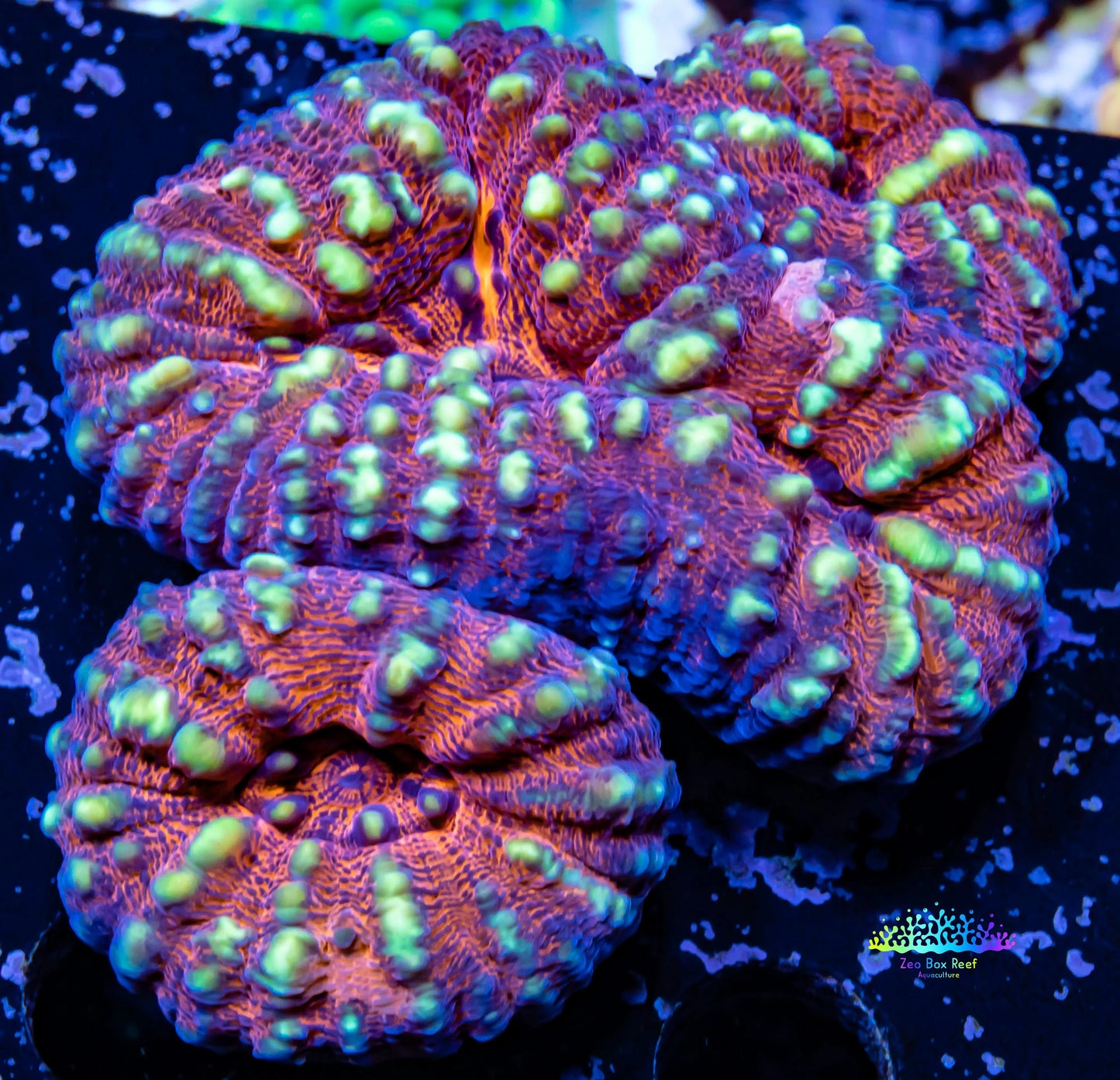 Ultra Lobophyllia Pachysepta - Gold Spotted Lobo Coral WYSIWYG 5cm Ultra Lobophyllia Pachysepta - Gold Spotted Lobo Coral WYSIWYG 5cm LPS Ultra Lobophyllia Pachysepta - Gold Spotted Lobo Coral WYSIWYG 5cm Zeo Box Reef