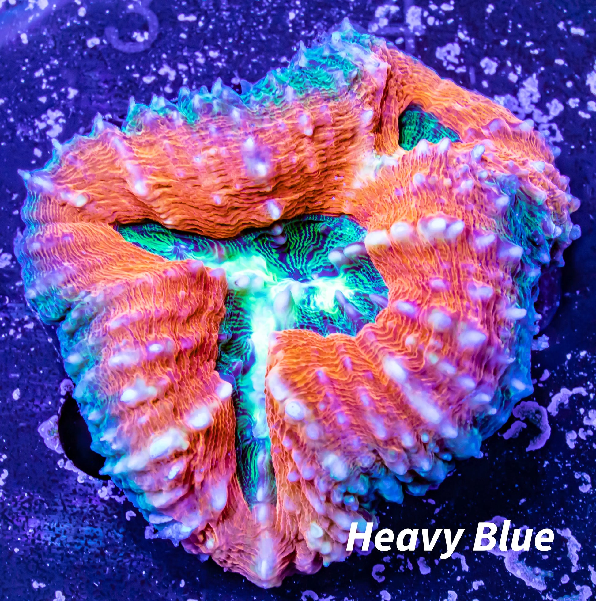 Ultra Lobophyllia Pachysepta - Gold spotted Lobo Coral WYSIWYG 5cm Ultra Lobophyllia Pachysepta - Gold spotted Lobo Coral WYSIWYG 5cm LPS Ultra Lobophyllia Pachysepta - Gold spotted Lobo Coral WYSIWYG 5cm Zeo Box Reef