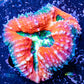 Ultra Lobophyllia Pachysepta - Lobo Coral WYSIWYG 7cm Ultra Lobophyllia Pachysepta - Lobo Coral WYSIWYG 7cm LPS Ultra Lobophyllia Pachysepta - Lobo Coral WYSIWYG 7cm Zeo Box Reef