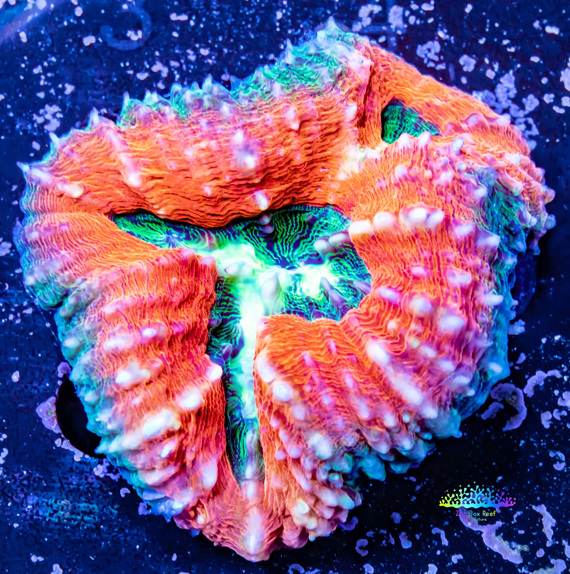 Ultra Lobophyllia Pachysepta - Lobo Coral WYSIWYG 7cm Ultra Lobophyllia Pachysepta - Lobo Coral WYSIWYG 7cm LPS Ultra Lobophyllia Pachysepta - Lobo Coral WYSIWYG 7cm Zeo Box Reef