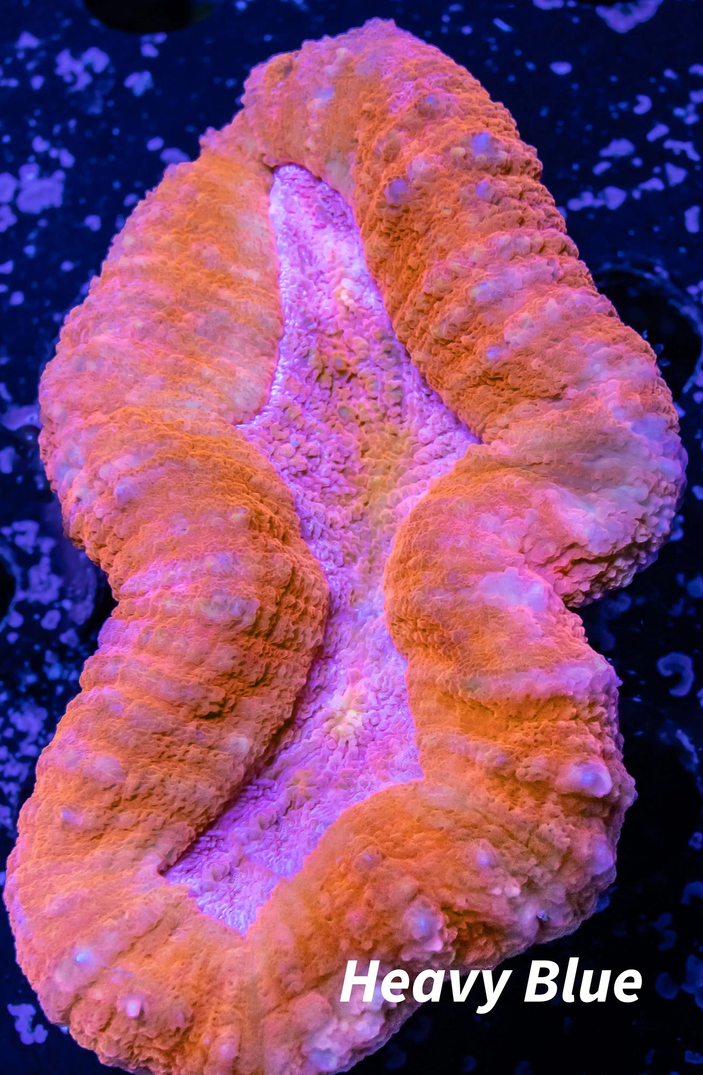 Ultra Lobophyllia Pachysepta - Lobo Coral WYSIWYG 7cm Ultra Lobophyllia Pachysepta - Lobo Coral WYSIWYG 7cm LPS Ultra Lobophyllia Pachysepta - Lobo Coral WYSIWYG 7cm Zeo Box Reef