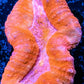 Ultra Lobophyllia Pachysepta - Lobo Coral WYSIWYG 7cm Ultra Lobophyllia Pachysepta - Lobo Coral WYSIWYG 7cm LPS Ultra Lobophyllia Pachysepta - Lobo Coral WYSIWYG 7cm Zeo Box Reef