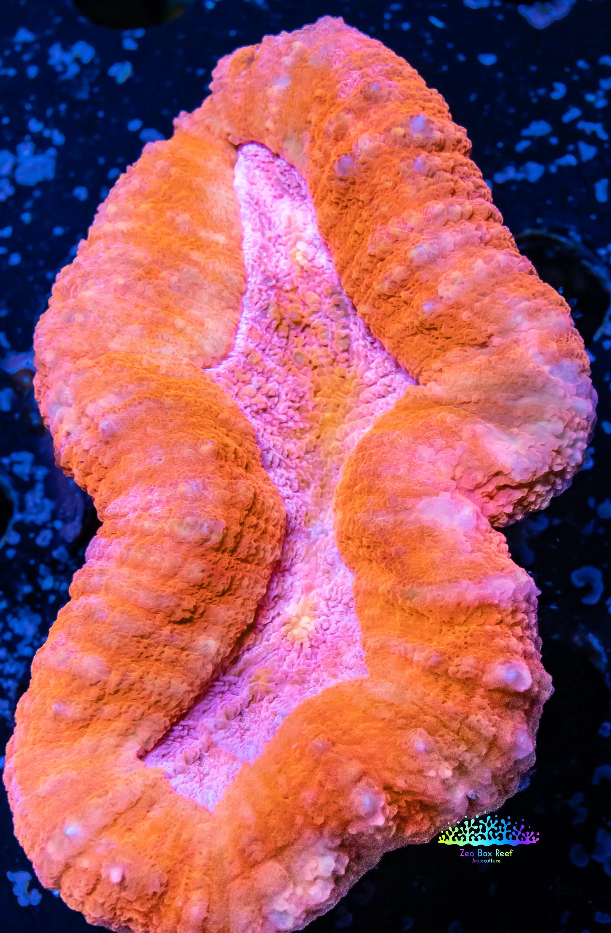 Ultra Lobophyllia Pachysepta - Lobo Coral WYSIWYG 7cm Ultra Lobophyllia Pachysepta - Lobo Coral WYSIWYG 7cm LPS Ultra Lobophyllia Pachysepta - Lobo Coral WYSIWYG 7cm Zeo Box Reef