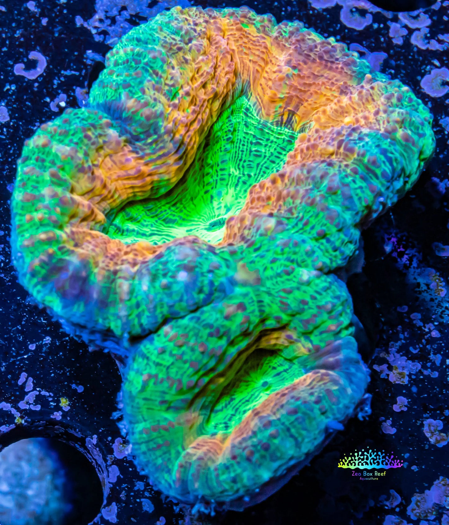 Ultra Lobophyllia Pachysepta - Ultra Lobo Coral WYSIWYG 6cm Ultra Lobophyllia Pachysepta - Ultra Lobo Coral WYSIWYG 6cm LPS Ultra Lobophyllia Pachysepta - Ultra Lobo Coral WYSIWYG 6cm Zeo Box Reef