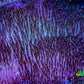 Ultra Long Polyp Leather Coral WYSIWYG 10cm Ultra Long Polyp Leather Coral WYSIWYG 10cm Soft Coral Ultra Long Polyp Leather Coral WYSIWYG 10cm Zeo Box Reef