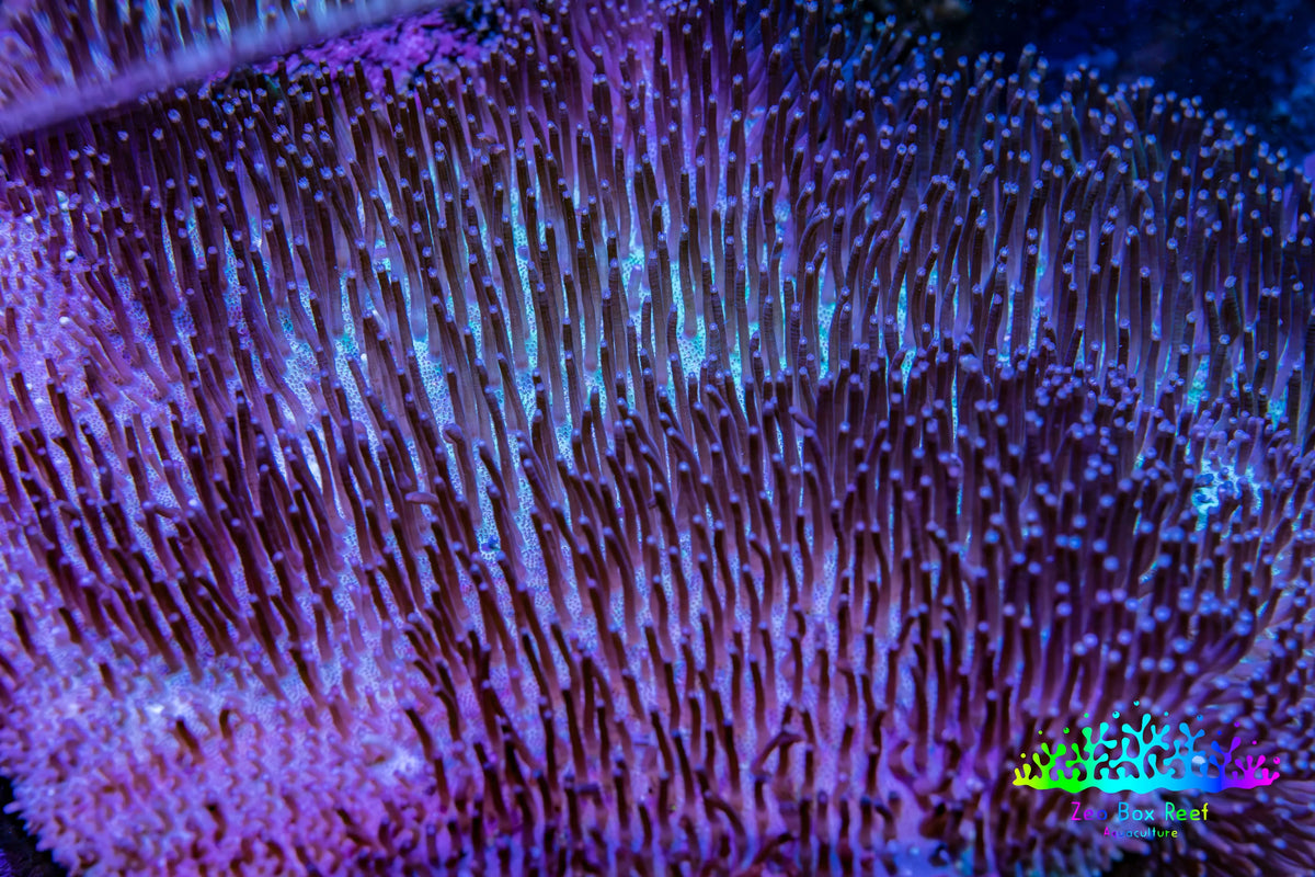 Ultra Long Polyp Leather Coral WYSIWYG 10cm Ultra Long Polyp Leather Coral WYSIWYG 10cm Soft Coral Ultra Long Polyp Leather Coral WYSIWYG 10cm Zeo Box Reef