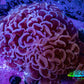 Ultra Mauve Tip Hammer Coral – WYSIWYG 8cm A5R6B1 Ultra Mauve Tip Hammer Coral – WYSIWYG 8cm A5R6B1 Aquarium Decor Ultra Mauve Tip Hammer Coral – WYSIWYG 8cm A5R6B1 Zeo Box Reef