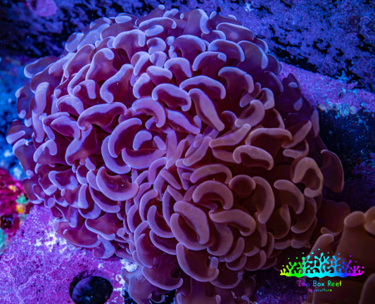 Ultra Mauve Tip Hammer Coral – WYSIWYG 8cm A5R6B1 Ultra Mauve Tip Hammer Coral – WYSIWYG 8cm A5R6B1 Aquarium Decor Ultra Mauve Tip Hammer Coral – WYSIWYG 8cm A5R6B1 Zeo Box Reef