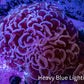 Ultra Mauve Tip Hammer Coral – WYSIWYG 8cm A5R6B1 Ultra Mauve Tip Hammer Coral – WYSIWYG 8cm A5R6B1 Aquarium Decor Ultra Mauve Tip Hammer Coral – WYSIWYG 8cm A5R6B1 Zeo Box Reef