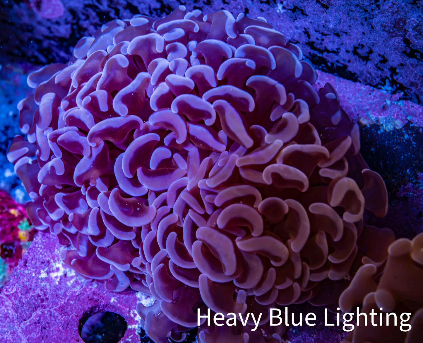 Ultra Mauve Tip Hammer Coral – WYSIWYG 8cm A5R6B1 Ultra Mauve Tip Hammer Coral – WYSIWYG 8cm A5R6B1 Aquarium Decor Ultra Mauve Tip Hammer Coral – WYSIWYG 8cm A5R6B1 Zeo Box Reef