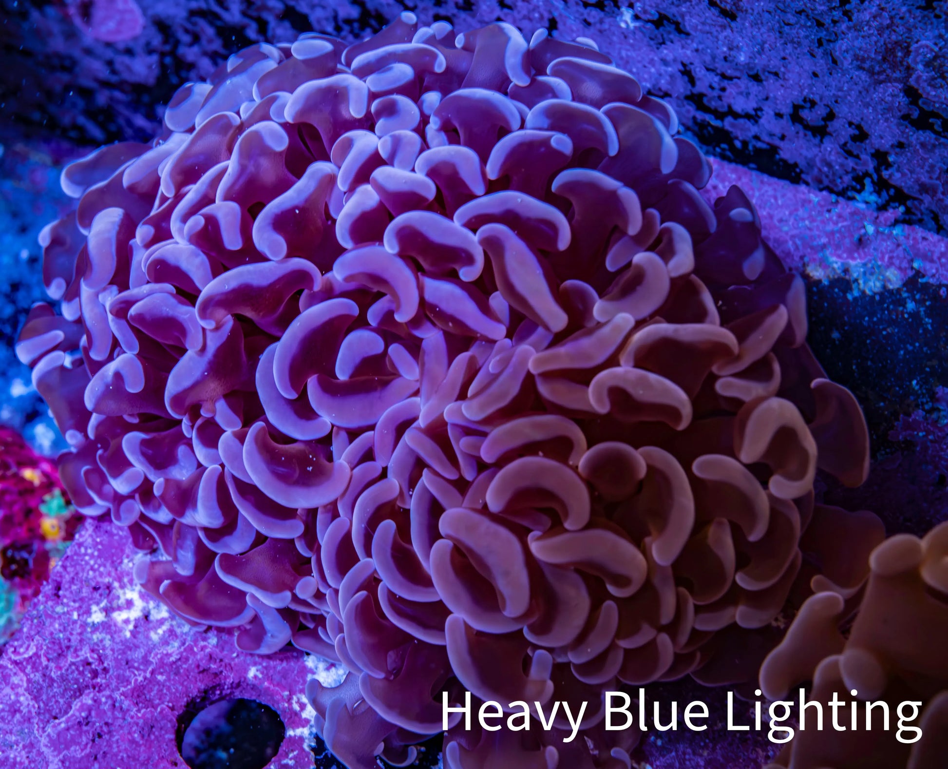 Ultra Mauve Tip Hammer Coral – WYSIWYG 8cm A5R6B1 Ultra Mauve Tip Hammer Coral – WYSIWYG 8cm A5R6B1 Aquarium Decor Ultra Mauve Tip Hammer Coral – WYSIWYG 8cm A5R6B1 Zeo Box Reef