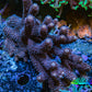 Ultra Millepora WYSIWYG A2R5B1 10cm Ultra Millepora WYSIWYG A2R5B1 10cm SPS Ultra Millepora WYSIWYG A2R5B1 10cm Zeo Box Reef