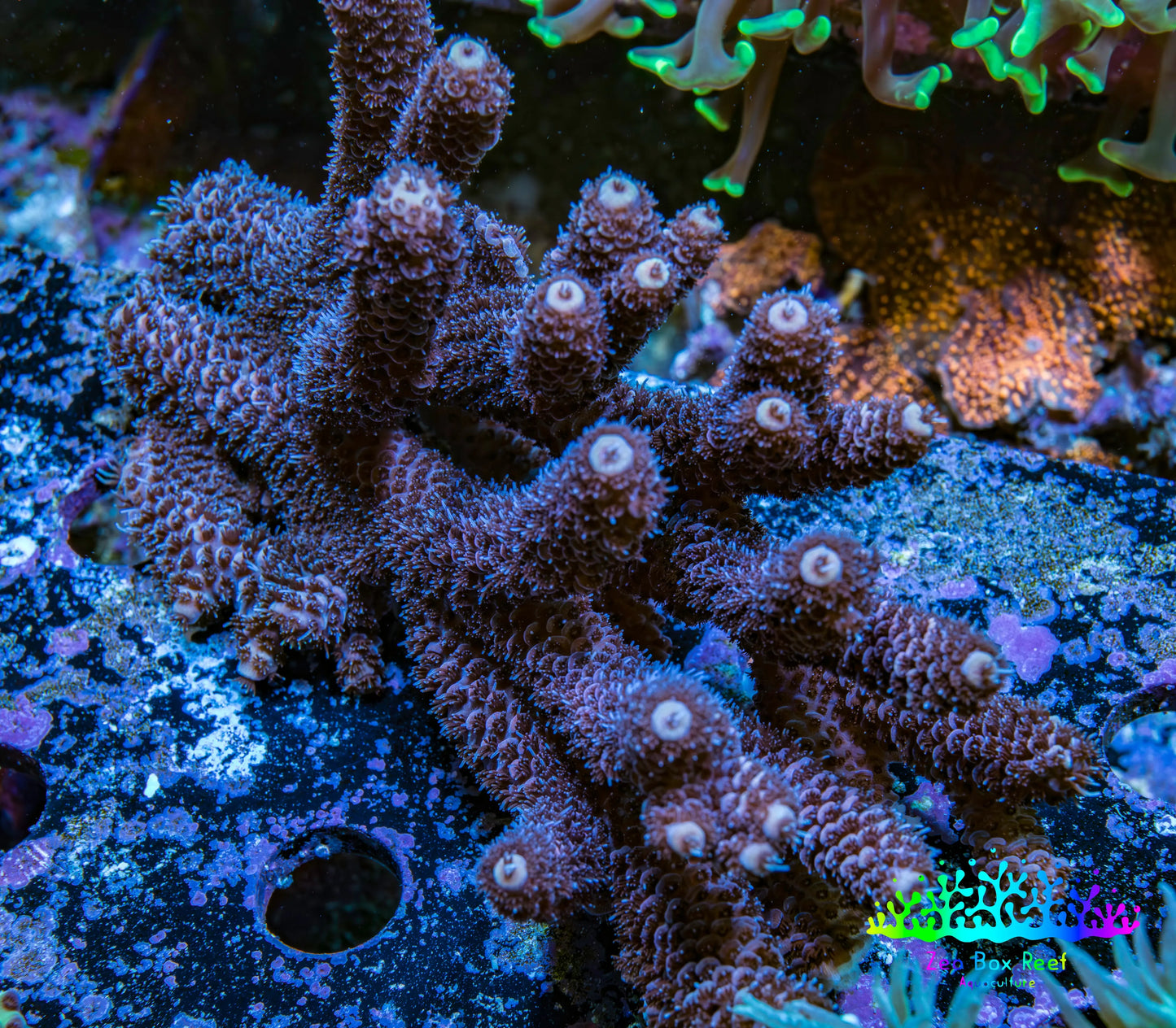 Ultra Millepora WYSIWYG A2R5B1 10cm Ultra Millepora WYSIWYG A2R5B1 10cm SPS Ultra Millepora WYSIWYG A2R5B1 10cm Zeo Box Reef