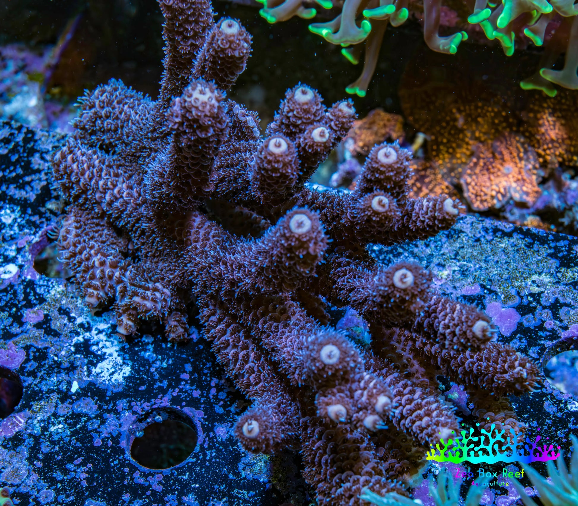 Ultra Millepora WYSIWYG A2R5B1 10cm Ultra Millepora WYSIWYG A2R5B1 10cm SPS Ultra Millepora WYSIWYG A2R5B1 10cm Zeo Box Reef