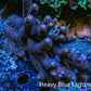 Ultra Millepora WYSIWYG A2R5B1 10cm Ultra Millepora WYSIWYG A2R5B1 10cm SPS Ultra Millepora WYSIWYG A2R5B1 10cm Zeo Box Reef