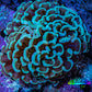 Ultra Mint Green Hammer Coral 8cm WYSIWYG B2R6B1 Ultra Mint Green Hammer Coral 8cm WYSIWYG B2R6B1 Aquarium Decor Ultra Mint Green Hammer Coral 8cm WYSIWYG B2R6B1 Zeo Box Reef