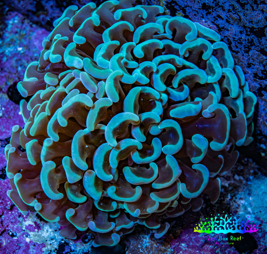 Ultra Mint Green Hammer Coral 8cm WYSIWYG B2R6B1 Ultra Mint Green Hammer Coral 8cm WYSIWYG B2R6B1 Aquarium Decor Ultra Mint Green Hammer Coral 8cm WYSIWYG B2R6B1 Zeo Box Reef