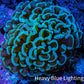 Ultra Mint Green Hammer Coral 8cm WYSIWYG B2R6B1 Ultra Mint Green Hammer Coral 8cm WYSIWYG B2R6B1 Aquarium Decor Ultra Mint Green Hammer Coral 8cm WYSIWYG B2R6B1 Zeo Box Reef