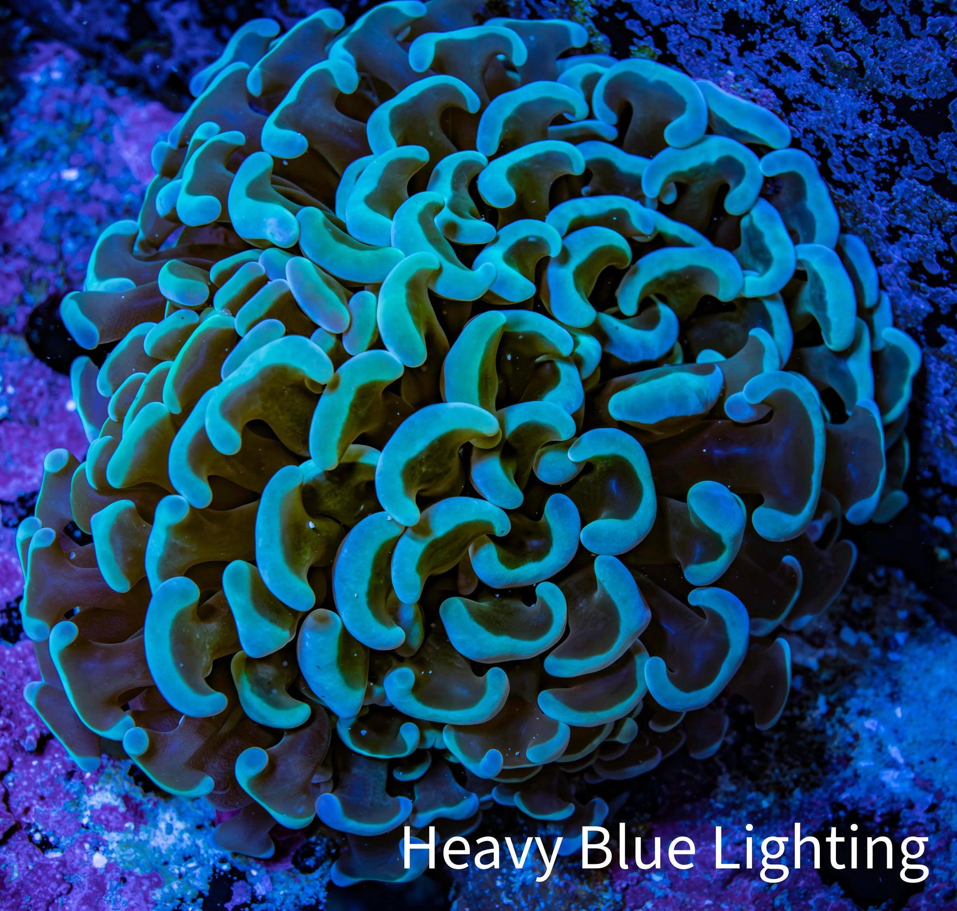 Ultra Mint Green Hammer Coral 8cm WYSIWYG B2R6B1 Ultra Mint Green Hammer Coral 8cm WYSIWYG B2R6B1 Aquarium Decor Ultra Mint Green Hammer Coral 8cm WYSIWYG B2R6B1 Zeo Box Reef