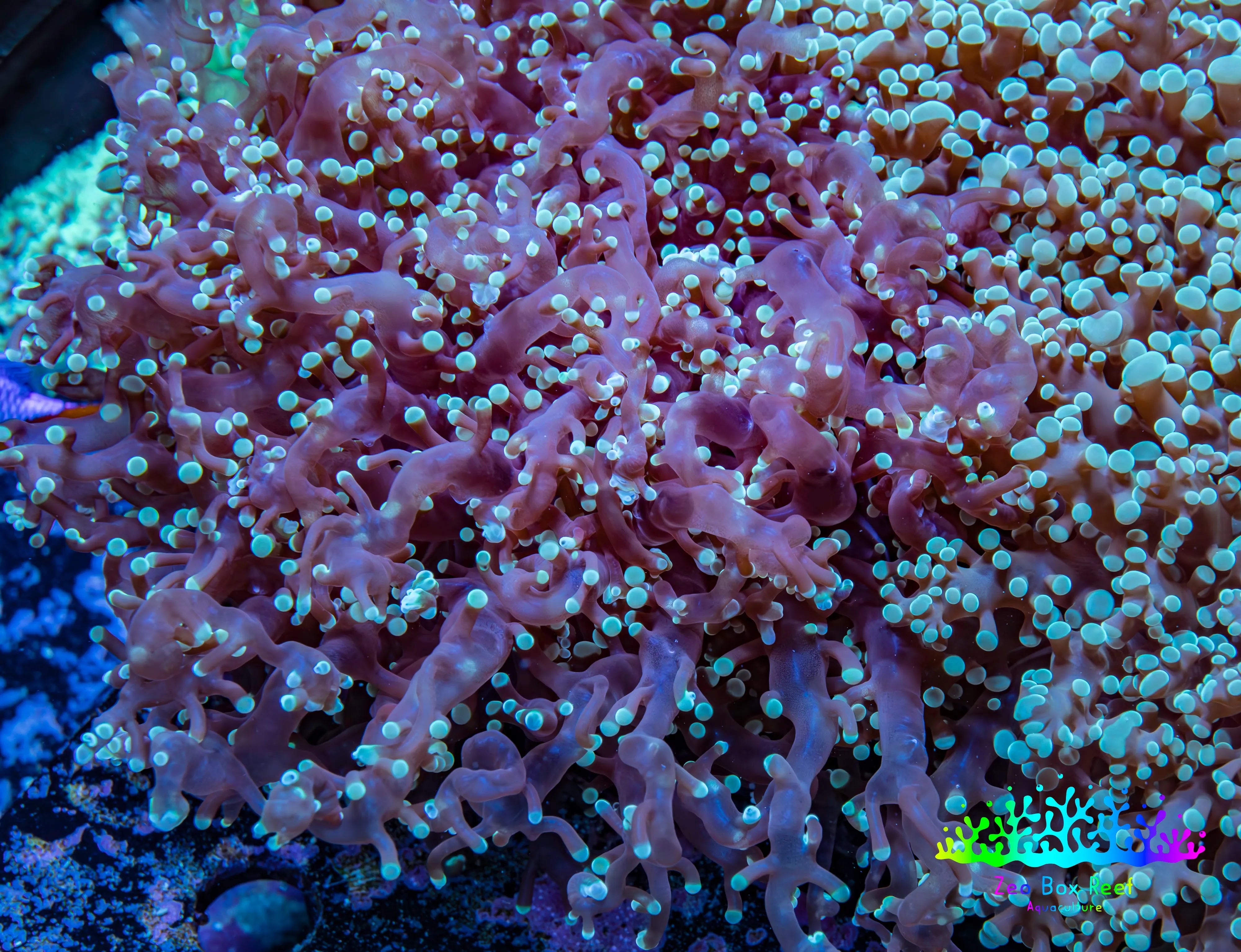 Buy Ultra Frogspawn Coral Australia – Zeo Box Reef Aquaculture