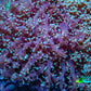 Ultra  Mint Green Tip Frogspawn Coral -  WYSIWYG 10cm  A1R5B1 Ultra  Mint Green Tip Frogspawn Coral -  WYSIWYG 10cm  A1R5B1 LPS Ultra  Mint Green Tip Frogspawn Coral -  WYSIWYG 10cm  A1R5B1 Zeo Box Reef