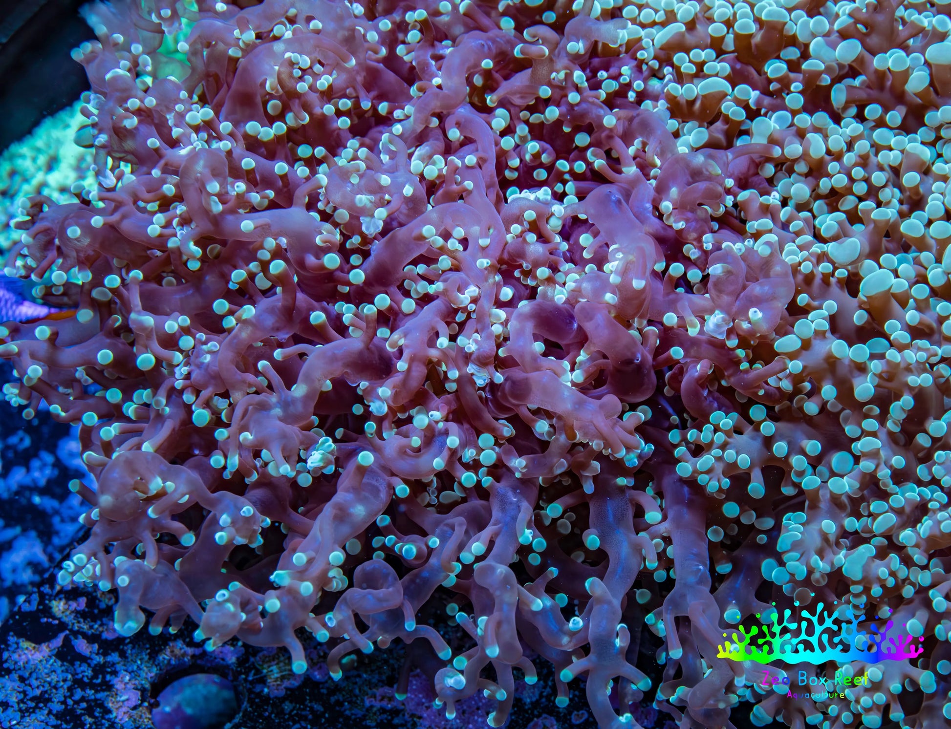 Ultra  Mint Green Tip Frogspawn Coral -  WYSIWYG 10cm  A1R5B1 Ultra  Mint Green Tip Frogspawn Coral -  WYSIWYG 10cm  A1R5B1 LPS Ultra  Mint Green Tip Frogspawn Coral -  WYSIWYG 10cm  A1R5B1 Zeo Box Reef