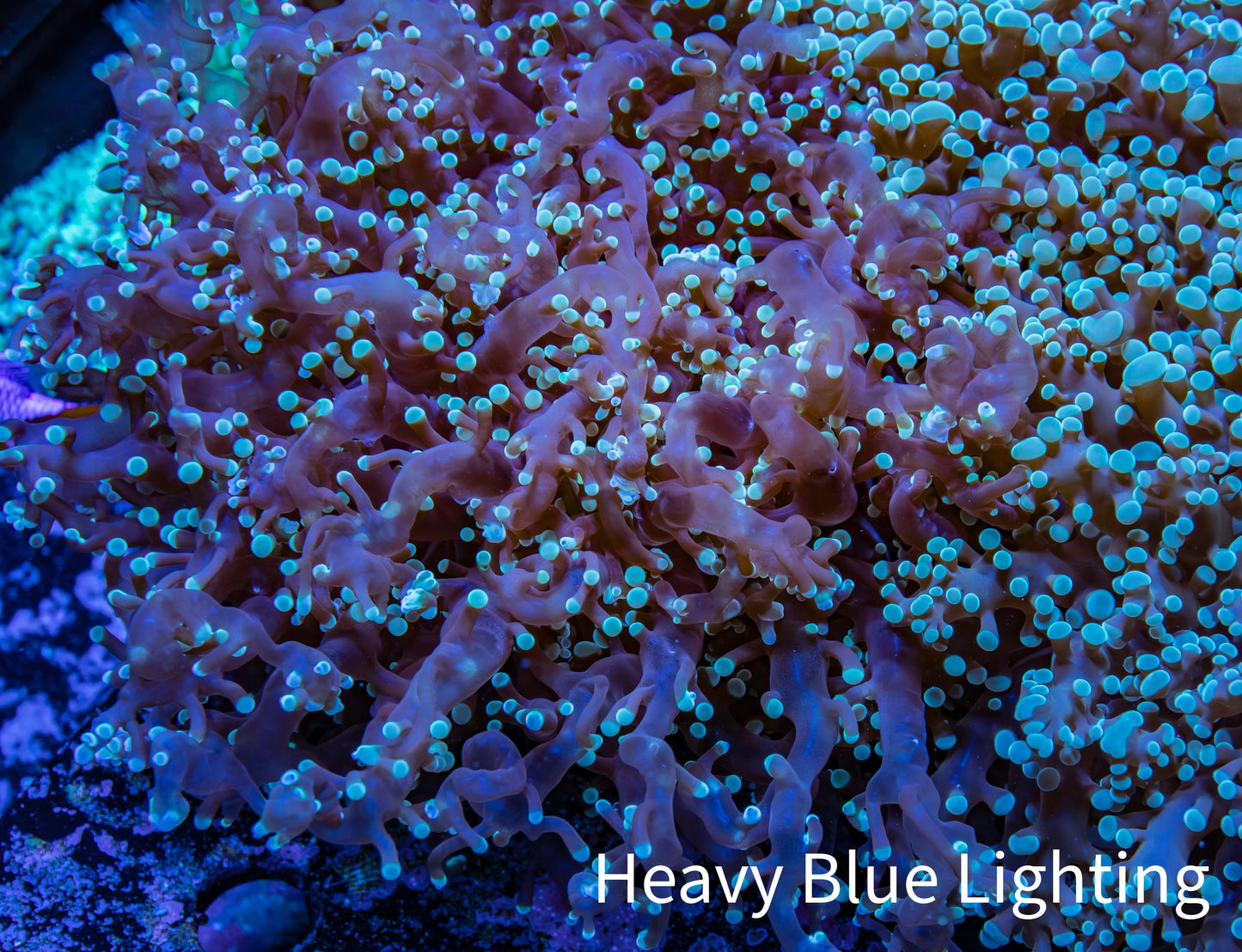 Ultra  Mint Green Tip Frogspawn Coral -  WYSIWYG 10cm  A1R5B1 Ultra  Mint Green Tip Frogspawn Coral -  WYSIWYG 10cm  A1R5B1 LPS Ultra  Mint Green Tip Frogspawn Coral -  WYSIWYG 10cm  A1R5B1 Zeo Box Reef