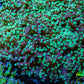 Ultra  Mint Green Tip Frogspawn Coral -  WYSIWYG 10cm  C3R5B1 Ultra  Mint Green Tip Frogspawn Coral -  WYSIWYG 10cm  C3R5B1 LPS Ultra  Mint Green Tip Frogspawn Coral -  WYSIWYG 10cm  C3R5B1 Zeo Box Reef