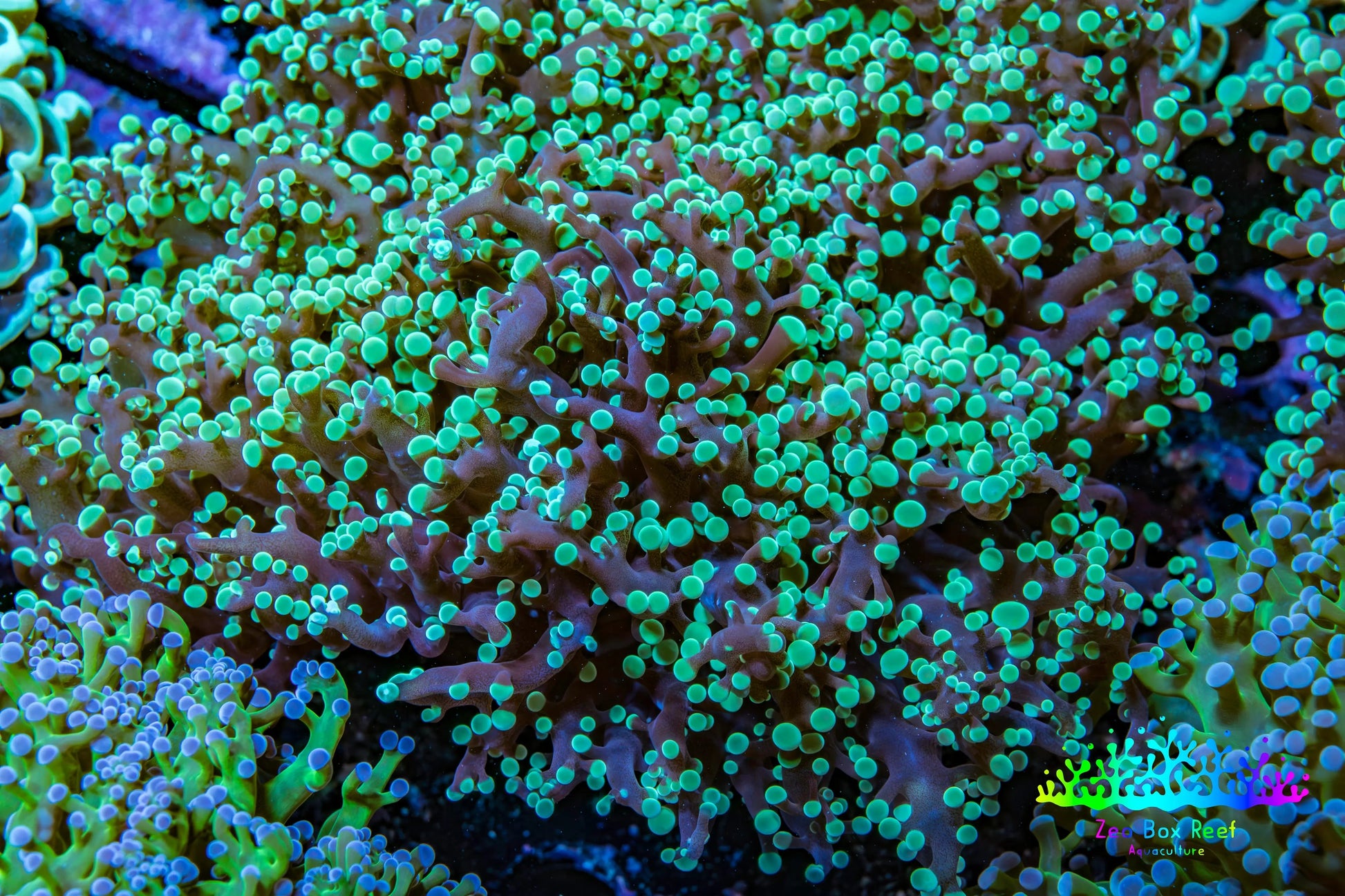 Ultra  Mint Green Tip Frogspawn Coral -  WYSIWYG 10cm  C3R5B1 Ultra  Mint Green Tip Frogspawn Coral -  WYSIWYG 10cm  C3R5B1 LPS Ultra  Mint Green Tip Frogspawn Coral -  WYSIWYG 10cm  C3R5B1 Zeo Box Reef