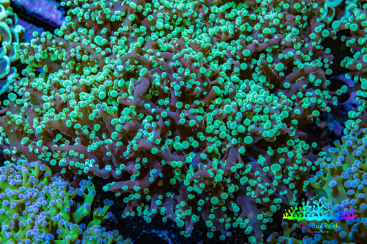 Ultra  Mint Green Tip Frogspawn Coral -  WYSIWYG 10cm  C3R5B1 Ultra  Mint Green Tip Frogspawn Coral -  WYSIWYG 10cm  C3R5B1 LPS Ultra  Mint Green Tip Frogspawn Coral -  WYSIWYG 10cm  C3R5B1 Zeo Box Reef