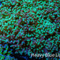 Ultra  Mint Green Tip Frogspawn Coral -  WYSIWYG 10cm  C3R5B1 Ultra  Mint Green Tip Frogspawn Coral -  WYSIWYG 10cm  C3R5B1 LPS Ultra  Mint Green Tip Frogspawn Coral -  WYSIWYG 10cm  C3R5B1 Zeo Box Reef