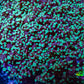 Ultra  Mint Green Tip Frogspawn Coral -  WYSIWYG 10cm  D5R5B1 Ultra  Mint Green Tip Frogspawn Coral -  WYSIWYG 10cm  D5R5B1 LPS Ultra  Mint Green Tip Frogspawn Coral -  WYSIWYG 10cm  D5R5B1 Zeo Box Reef