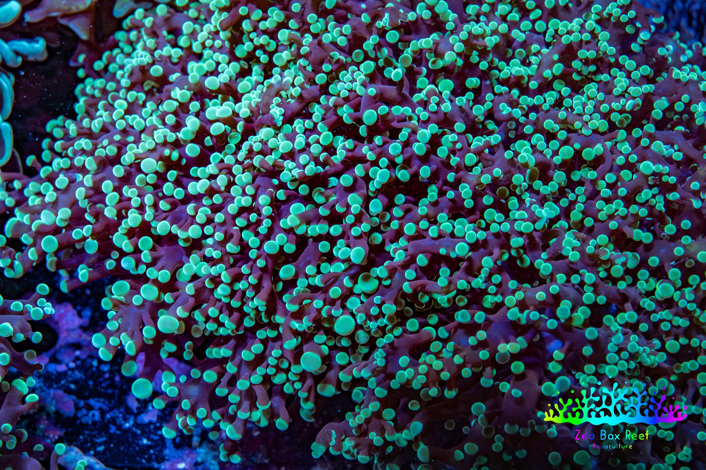 Ultra  Mint Green Tip Frogspawn Coral -  WYSIWYG 10cm  D5R5B1 Ultra  Mint Green Tip Frogspawn Coral -  WYSIWYG 10cm  D5R5B1 LPS Ultra  Mint Green Tip Frogspawn Coral -  WYSIWYG 10cm  D5R5B1 Zeo Box Reef