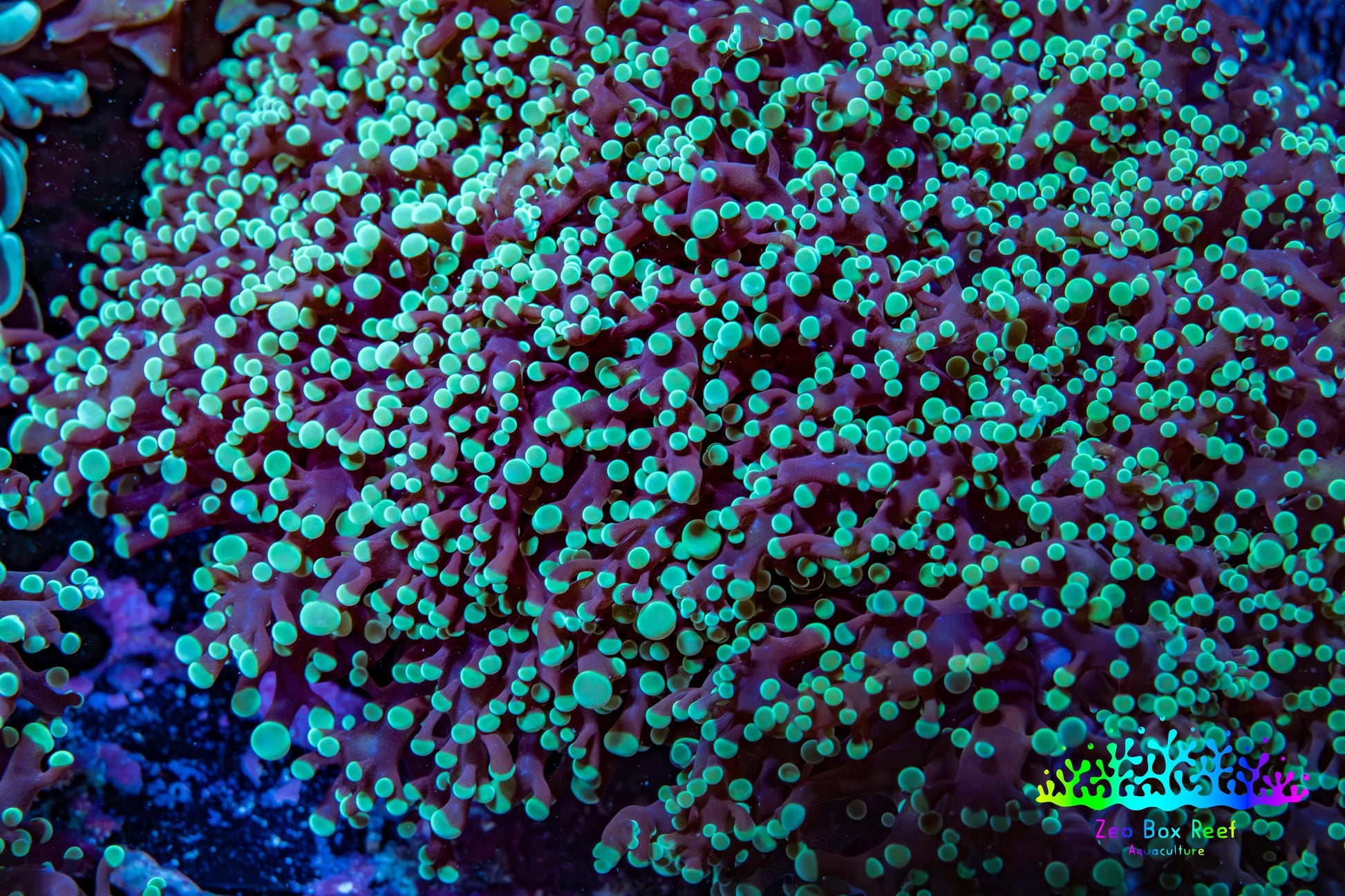 Ultra  Mint Green Tip Frogspawn Coral -  WYSIWYG 10cm  D5R5B1 Ultra  Mint Green Tip Frogspawn Coral -  WYSIWYG 10cm  D5R5B1 LPS Ultra  Mint Green Tip Frogspawn Coral -  WYSIWYG 10cm  D5R5B1 Zeo Box Reef