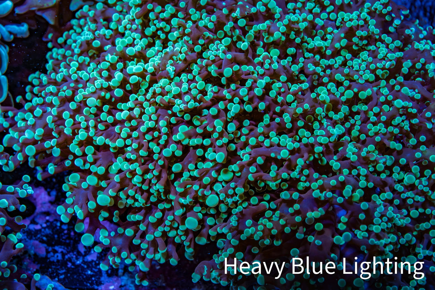 Ultra  Mint Green Tip Frogspawn Coral -  WYSIWYG 10cm  D5R5B1 Ultra  Mint Green Tip Frogspawn Coral -  WYSIWYG 10cm  D5R5B1 LPS Ultra  Mint Green Tip Frogspawn Coral -  WYSIWYG 10cm  D5R5B1 Zeo Box Reef