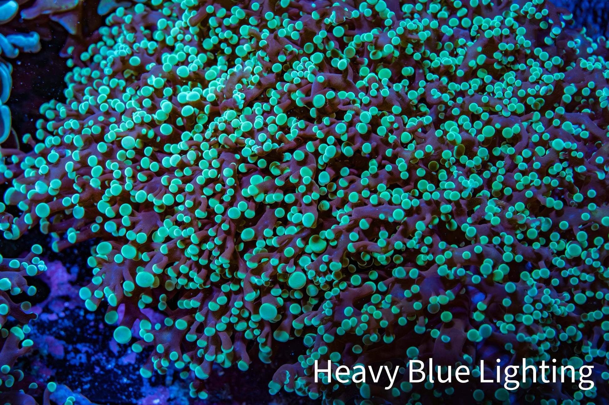 Ultra  Mint Green Tip Frogspawn Coral -  WYSIWYG 10cm  D5R5B1 Ultra  Mint Green Tip Frogspawn Coral -  WYSIWYG 10cm  D5R5B1 LPS Ultra  Mint Green Tip Frogspawn Coral -  WYSIWYG 10cm  D5R5B1 Zeo Box Reef