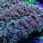 Ultra  Mint Green Tip Frogspawn Coral -  WYSIWYG 12cm  A11R5B1 Ultra  Mint Green Tip Frogspawn Coral -  WYSIWYG 12cm  A11R5B1 LPS Ultra  Mint Green Tip Frogspawn Coral -  WYSIWYG 12cm  A11R5B1 Zeo Box Reef