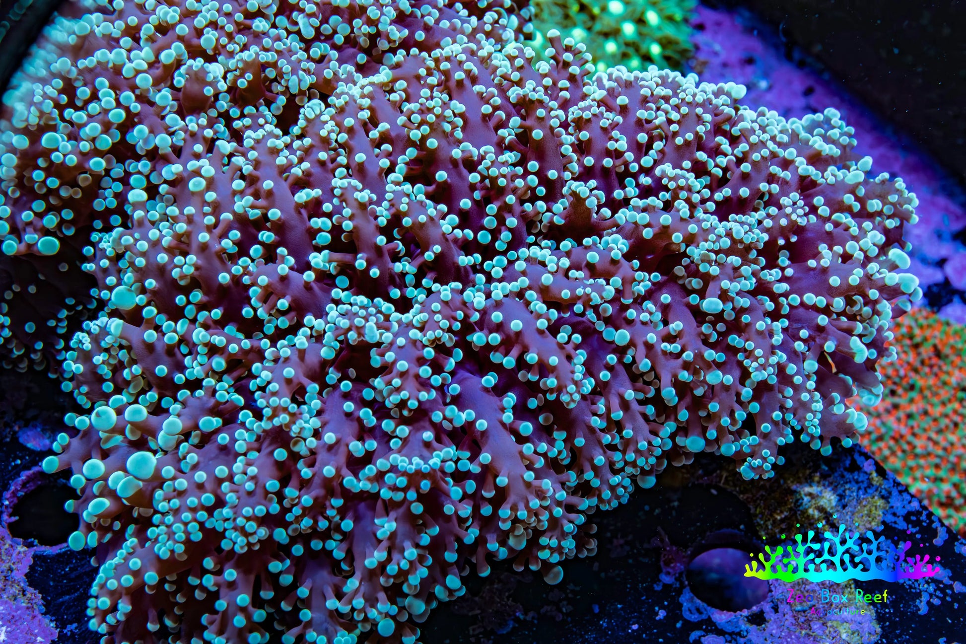 Ultra  Mint Green Tip Frogspawn Coral -  WYSIWYG 12cm  A11R5B1 Ultra  Mint Green Tip Frogspawn Coral -  WYSIWYG 12cm  A11R5B1 LPS Ultra  Mint Green Tip Frogspawn Coral -  WYSIWYG 12cm  A11R5B1 Zeo Box Reef