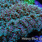 Ultra  Mint Green Tip Frogspawn Coral -  WYSIWYG 12cm  A11R5B1 Ultra  Mint Green Tip Frogspawn Coral -  WYSIWYG 12cm  A11R5B1 LPS Ultra  Mint Green Tip Frogspawn Coral -  WYSIWYG 12cm  A11R5B1 Zeo Box Reef