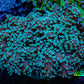 Ultra  Mint Green Tip Frogspawn Coral -  WYSIWYG 6cm  B4R5B1 Ultra  Mint Green Tip Frogspawn Coral -  WYSIWYG 6cm  B4R5B1 LPS Ultra  Mint Green Tip Frogspawn Coral -  WYSIWYG 6cm  B4R5B1 Zeo Box Reef